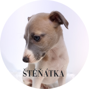 stenatka
