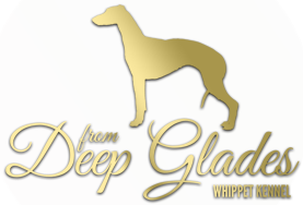 from Deep Glades Whippets